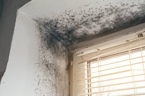 Affordable Mold Testing solutions in Salem, IL
